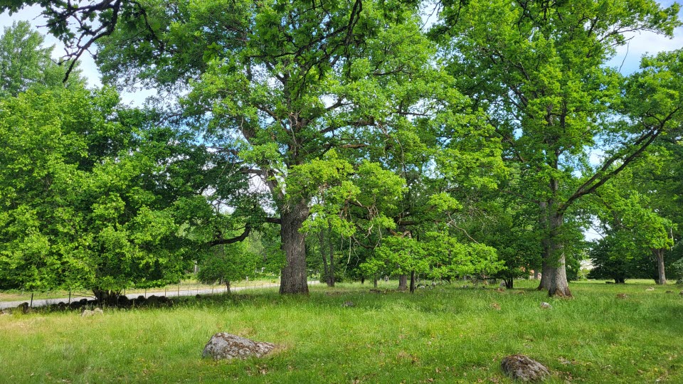 Grönskande betesmark med stora träd.